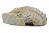 Bargain, Niobella Lindstroemi Trilobite - Rare Species #363216-2